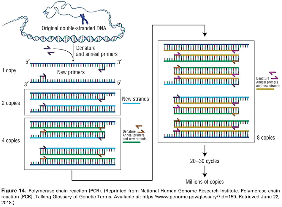 Figure 14. Polymerase chain reaction (PCR). (Reprinted from National Human Genome Research Institute. Polymerase chain reaction [PCR]. Talking Glossary of Genetic Terms. Available at: 
 https://www.genome.gov/glossary/?id=159 . Retrieved June 22, 2018.)
 