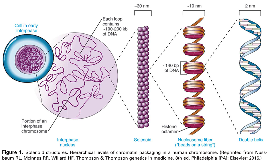 Figure 1. Solenoid structures. Hierarchical levels of chromatin packaging in a human chromosome. (Reprinted from Nussbaum RL, McInnes RR, Willard HF. Thompson &amp; Thompson genetics in medicine. 8th ed. Philadelphia [PA]: Elsevier; 2016.) 