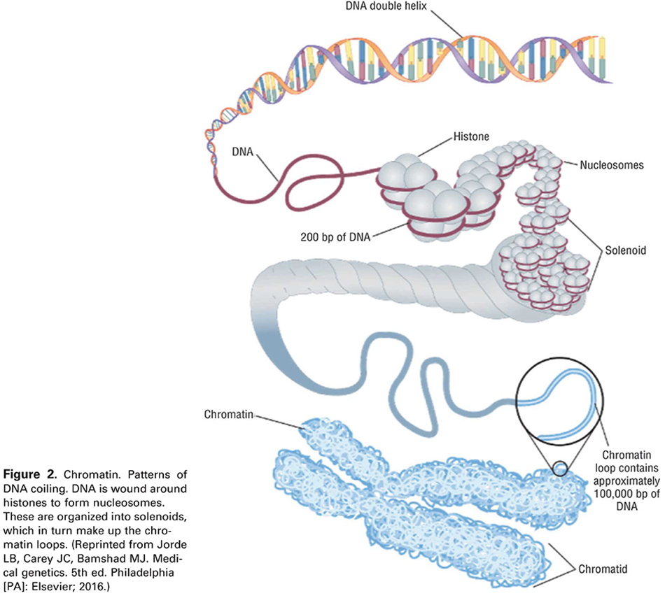 Figure 2. Chromatin. Patterns of DNA coiling. DNA is wound around histones to form nucleosomes. These are organized into solenoids, which in turn make up the chromatin loops. (Reprinted from Jorde LB, Carey JC, Bamshad MJ. Medical genetics. 5th ed. Philadelphia [PA]: Elsevier; 2016.) 