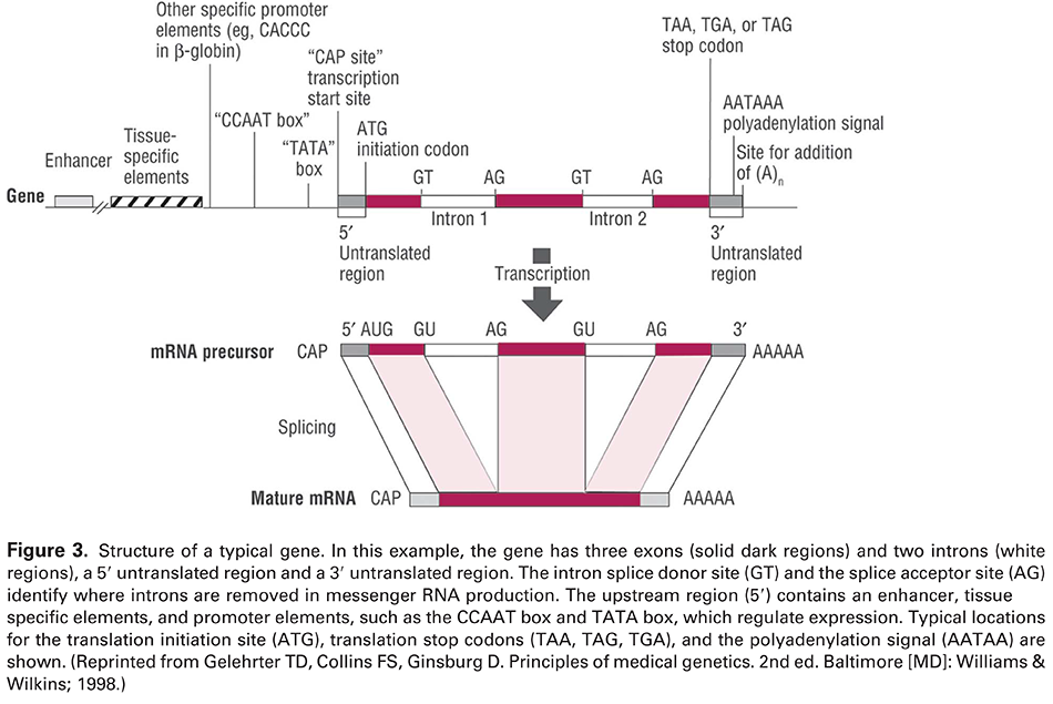 Modern Genetics in Obstetrics and Gynecology